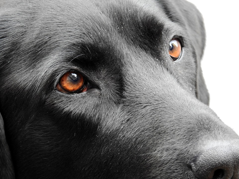 Votre animal voit il vraiment le monde en noir et blanc Des