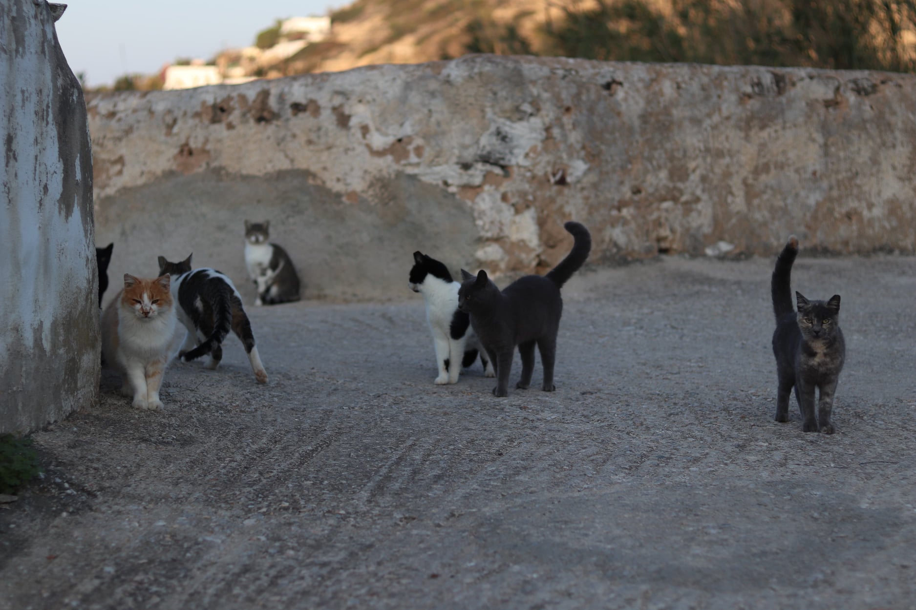 Le Sanctuaire De Chats Errants Et Maltraites Sur Une Ile Grecque Cree Par Un Couple Heroique Va Faire L Objet D Un Documentaire Sur Netflix