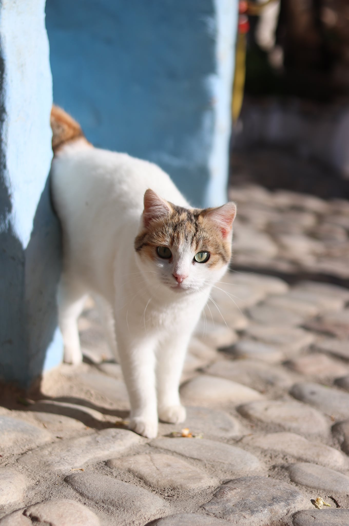 Le Sanctuaire De Chats Errants Et Maltraites Sur Une Ile Grecque Cree Par Un Couple Heroique Va Faire L Objet D Un Documentaire Sur Netflix