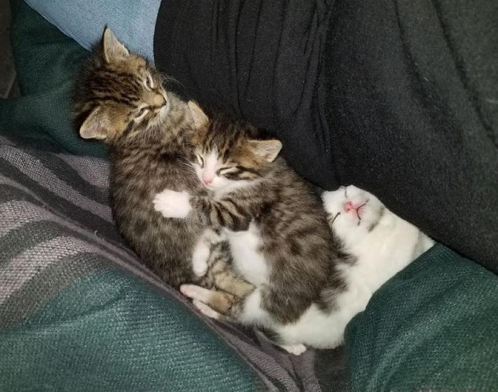 Un Couple Dispose Un Abri Dans Son Jardin Pour Venir En Aide Aux Chats Errants De Leur Quartier En 2 Mois Ils Sauvent Deux Portees Et Leur Maman