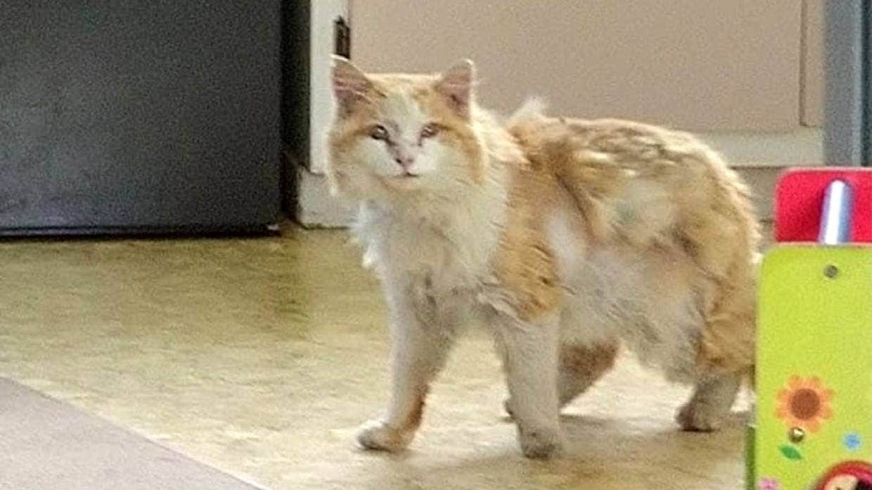 Une Famille Decouvre La Joie De Retrouver Son Chat A 160 Kilometres Du Domicile Et Disparu Depuis 2 Ans