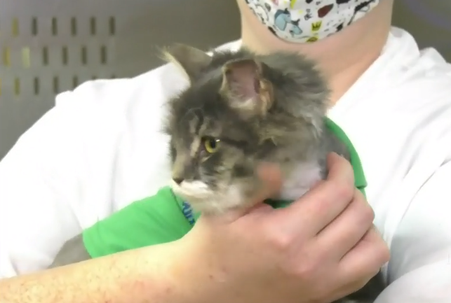 Decouvert Dans Un Abri De Glace Un Chat Frigorifie Decouvre L Amour Dans Son Nouveau Foyer