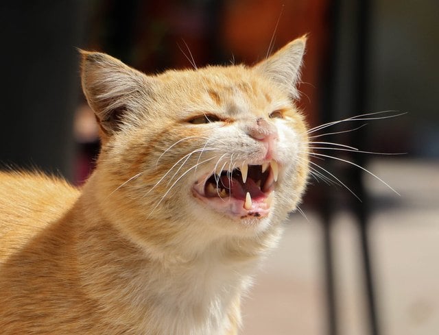 5 Choses A Savoir Sur Les Dents De Votre Chat