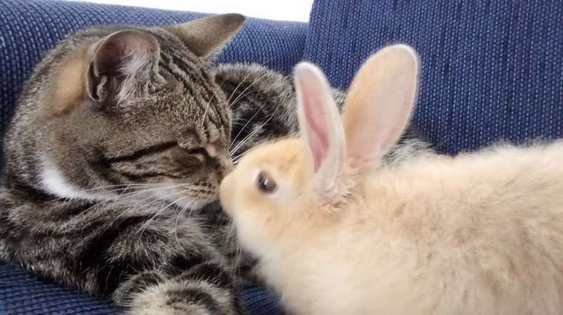 La Relation Particuliere Entre Un Chat Et Un Lapin Qui Se Sont Aimes Au Premier Regard