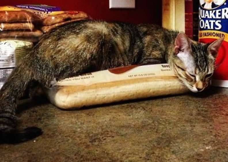 12 Photos De Chats Qui Ont Decide De S Asseoir Sur Votre Nourriture Pour Vous Faire Passer Une Message