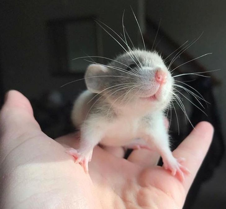 Souris Grise Ou Rat De Maison Mignonne, Petit Animal Rongeur
