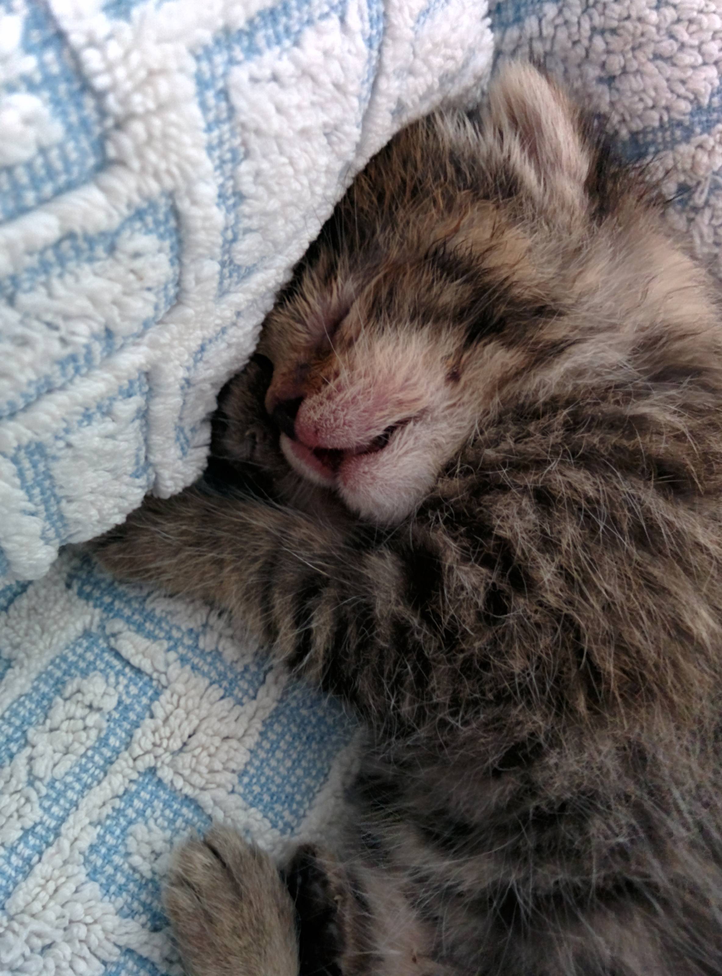 Un Chaton Avec Les Yeux Injectes De Sang Se Retrouve Devant Leur Porte La Reaction De Ce Couple Est Immediate