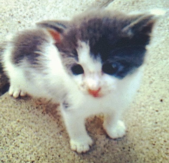 Abandonne Avant D Etre Sevre Ce Chat Est Aujourd Hui Le Pere Adoptif Dont Revent Tous Les Chatons