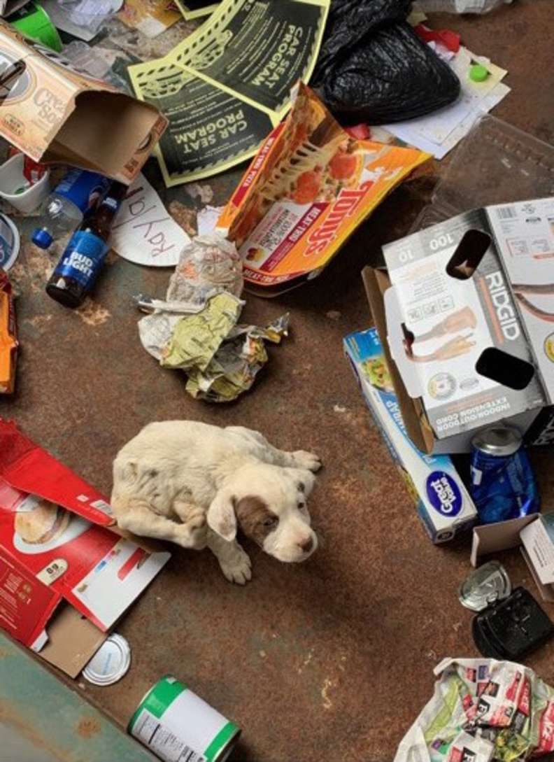 Illustration of the article: Abandoned at the age of 2 months in the garbage, this dog narrowly escapes the garbage truck