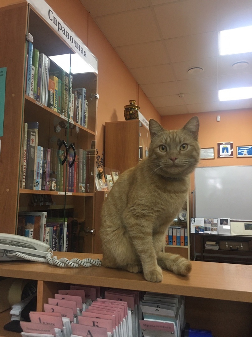 Ce Chat N Est Pas Que La Mascotte D Une Bibliotheque Russe Il Y Travaille