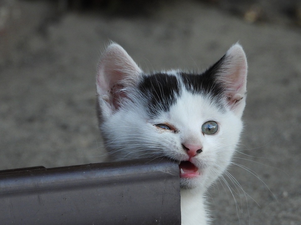 Pourquoi Votre Chat Vous Mordille T Il Il Ne S Agit Pas D Un Jeu