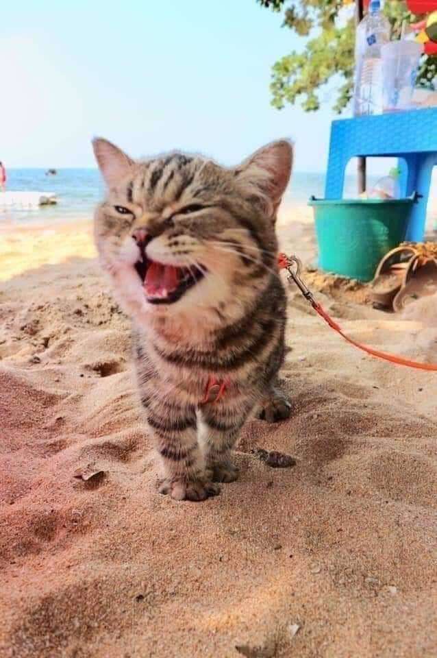 Le Bonheur De Ce Chat Qui Decouvre La Plage Va Vous Irradier