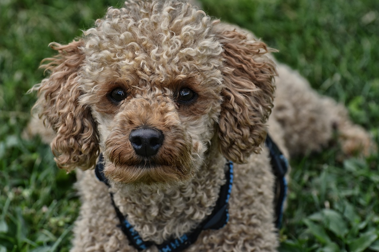 Como cortar el pelo a un caniche