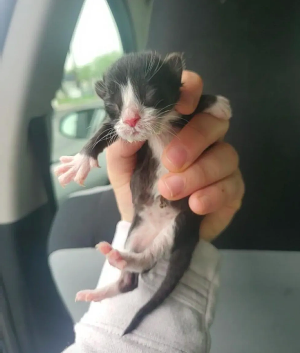 Abandonnes Dans Une Boite En Carton Sous Un Froid Glacial 2 Chatons Se Maintiennent En Vie Pendant 12 Heures Jusqu A L Arrivee De Leur Sauveteur