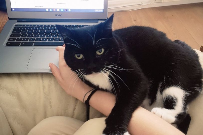 Protéger son ordinateur de son chat quand on télétravaille