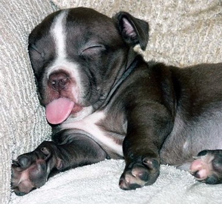 14 Animaux Dont Les Habitudes De Sommeil Particulieres Sont Aussi Droles Que Craquantes