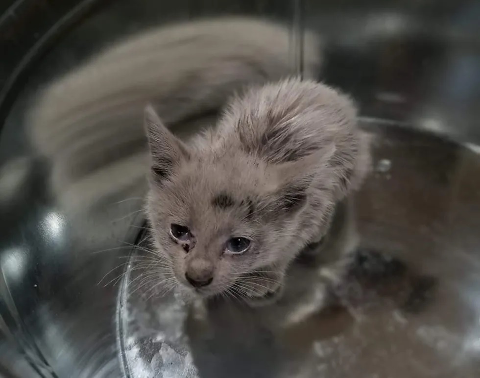 Un Chaton Errant Et Malade Surprend Ses Sauveteurs Lorsque Sa Fourrure Passe Du Noir Au Blanc Devant Eux