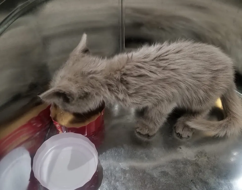 Un Chaton Errant Et Malade Surprend Ses Sauveteurs Lorsque Sa Fourrure Passe Du Noir Au Blanc Devant Eux