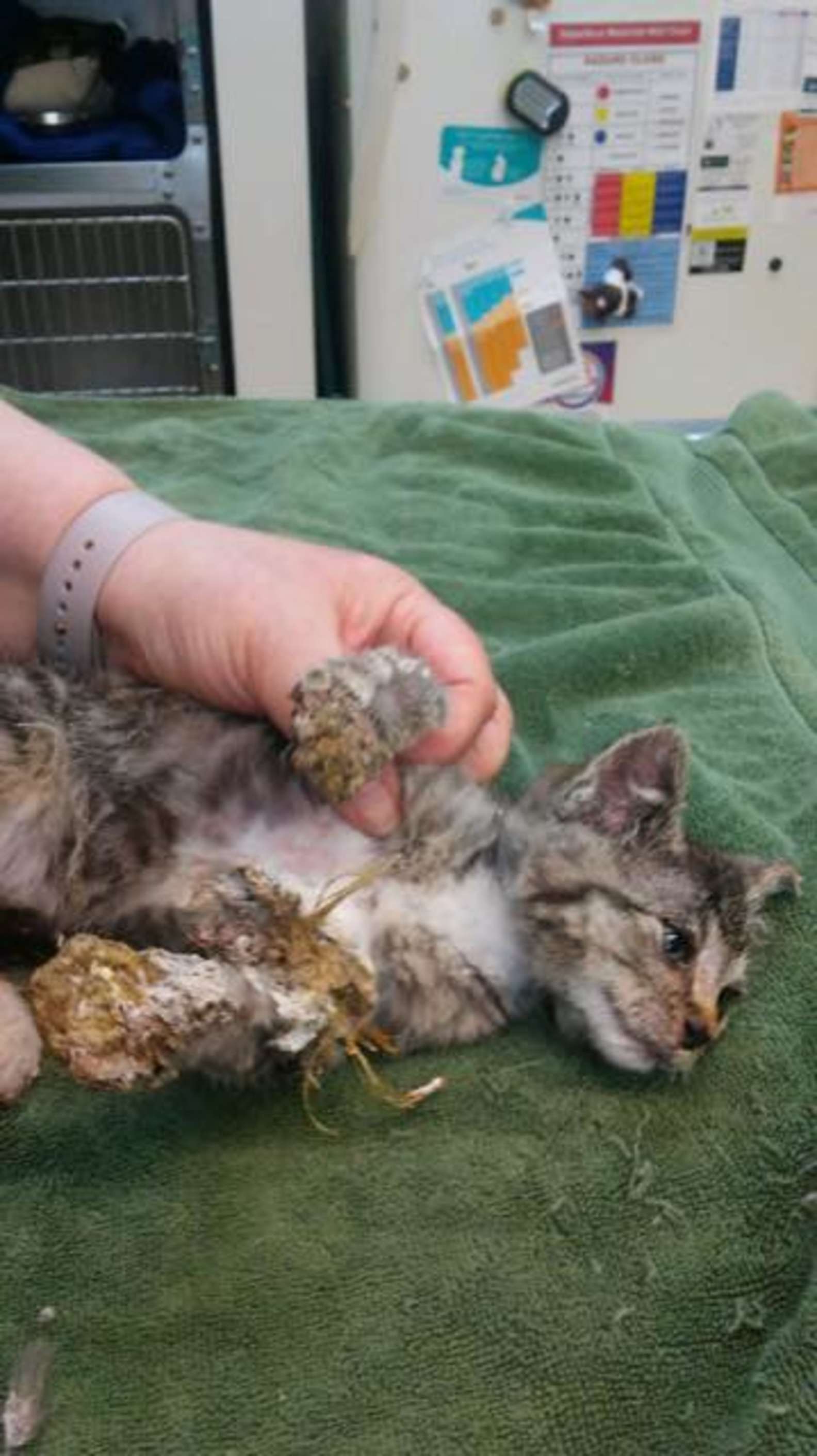 Alerte Par Des Miaulements Pendant Sa Tournee Un Eboueur Decouvre Un Chaton Immobilise Par Une Mousse Isolante