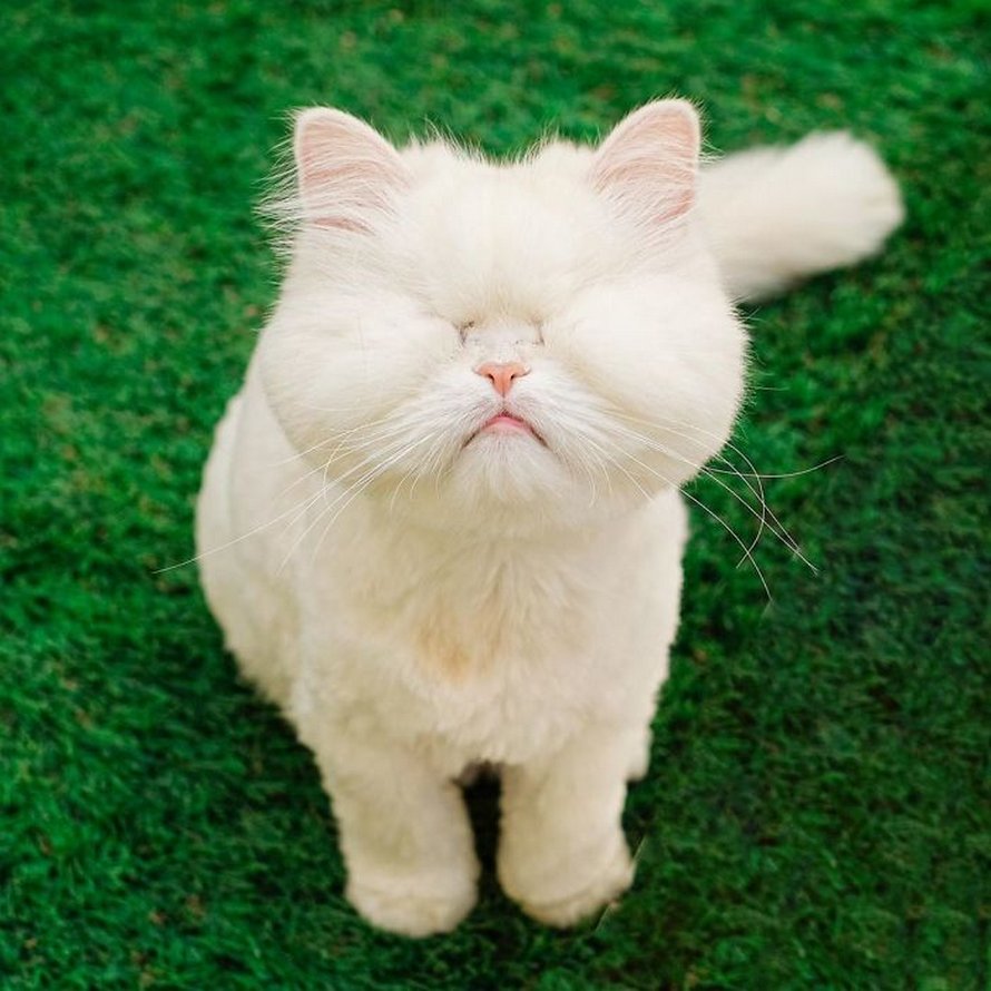 Des Veterinaires Se Voient Obliges De Retirer Les Yeux D Une Chatte Persan Victime D Un Eleveur Qui La Gardait Enfermee Dans Une Cage Sans Eau Ni Nourriture