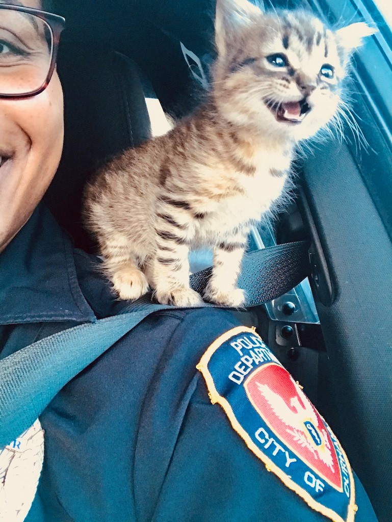 Deux Policiers En Patrouille Decouvrent Un Chaton Abandonne Qui Ne Veut Plus Les Quitter