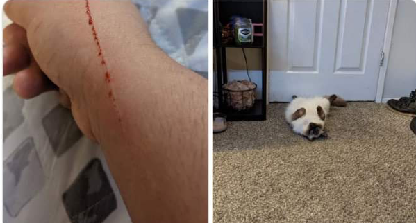 18 Chats Et Chiens Qui Ont Fait De Grosses Betises Et Auront Du Mal A Prouver Leur Innocence