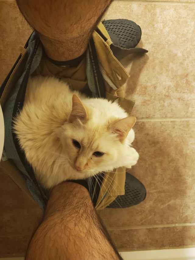 16 Photos Hilarantes De Chats Qui Suivent Leurs Humains Jusque Dans Les Toilettes