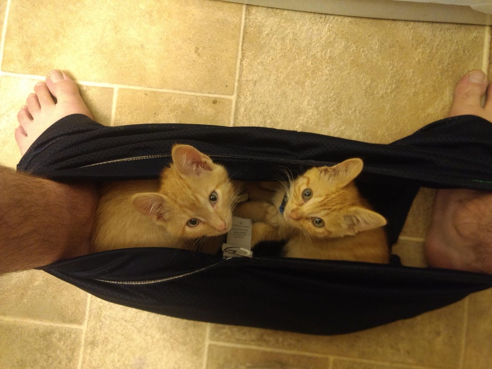 16 Photos Hilarantes De Chats Qui Suivent Leurs Humains Jusque Dans Les Toilettes