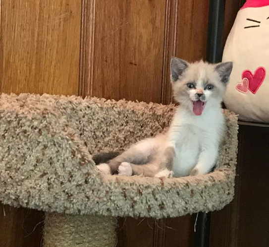 La Photo Immortalisant La Bonne Humeur De Ce Chaton Devient Virale Et Redonne Le Sourire Aux Internautes