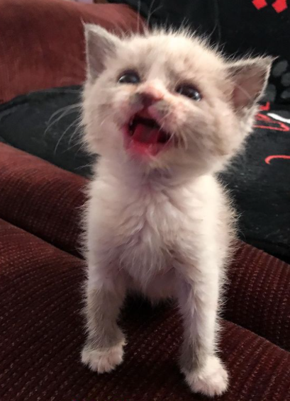 La Photo Immortalisant La Bonne Humeur De Ce Chaton Devient Virale Et Redonne Le Sourire Aux Internautes