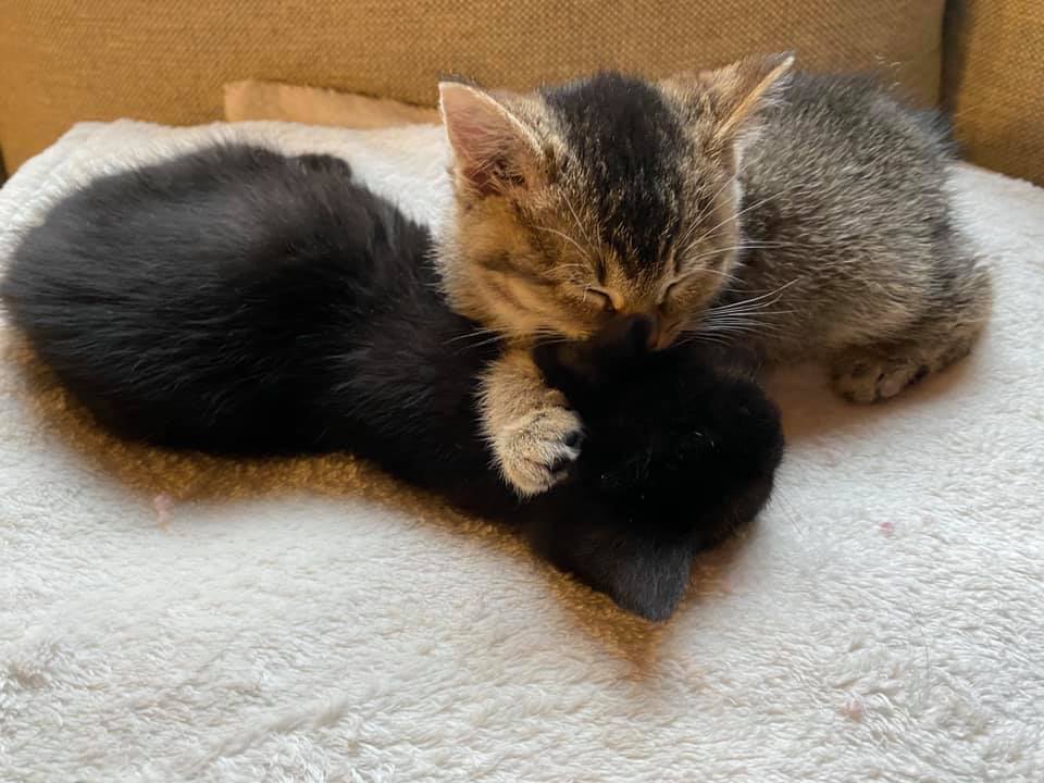 Couvert De Puces Et De Saletes Ce Chaton Aux Pattes Tordues Avait Desesperement Besoin D Aide Video