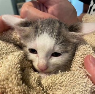 Illustration de l'article : Un homme adroit rampe sous une plaque en béton pour secourir une portée de 6 chatons