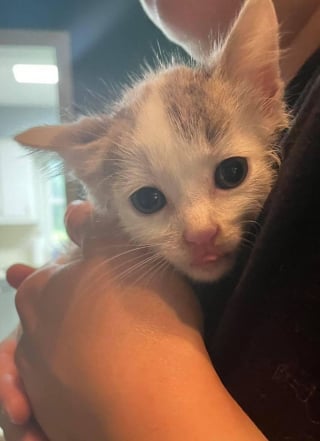 Illustration de l'article : Un homme adroit rampe sous une plaque en béton pour secourir une portée de 6 chatons