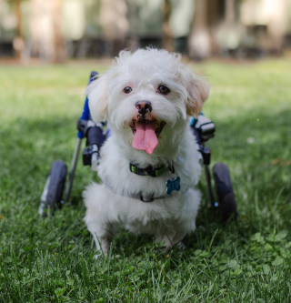 Illustration de l'article : La joie d'un petit chien paralysé qui apprend à se déplacer grâce à un chariot