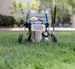 Illustration de l'article : La joie d'un petit chien paralysé qui apprend à se déplacer grâce à un chariot