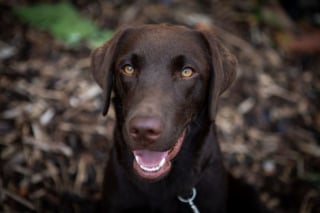 Illustration de l'article : Un Labrador s'effondre après avoir été piqué par une guêpe, une vétérinaire met en garde les propriétaires d'animaux