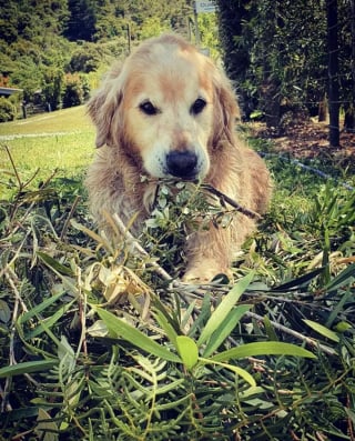 Illustration de l'article : 18 photos amusantes de chiens qui ont la patte verte