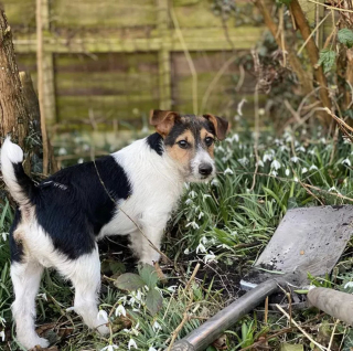 Illustration de l'article : 18 photos amusantes de chiens qui ont la patte verte