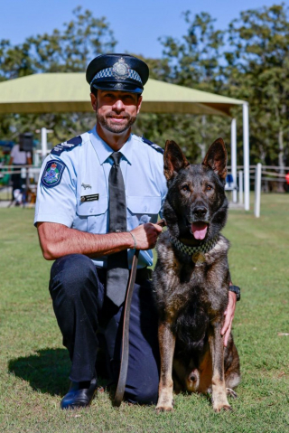 Illustration de l'article : Un chien policier honoré un an et demi après une grave blessure subie lors d’une intervention héroïque