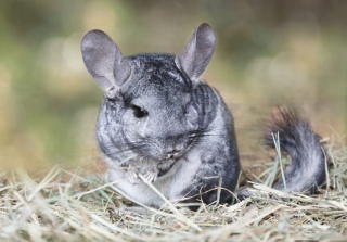 Illustration de l'article : 9 photos de chinchillas arborant une adorable frimousse