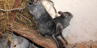 Illustration de l'article : 9 photos de chinchillas arborant une adorable frimousse