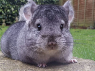 Illustration de l'article : 9 photos de chinchillas arborant une adorable frimousse