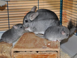 Illustration de l'article : 9 photos de chinchillas arborant une adorable frimousse