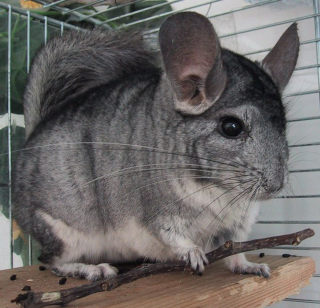 Illustration de l'article : 9 photos de chinchillas arborant une adorable frimousse