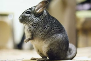 Illustration de l'article : 9 photos de chinchillas arborant une adorable frimousse