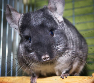 Illustration de l'article : 9 photos de chinchillas arborant une adorable frimousse