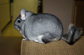 Illustration de l'article : 9 photos de chinchillas arborant une adorable frimousse