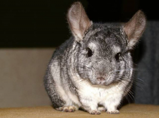 Illustration de l'article : 9 photos de chinchillas arborant une adorable frimousse