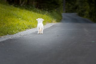 Illustration de l'article : Gouvernement et acteurs du bien-être animal lancent une campagne de sensibilisation et un guide pratique contre l'abandon