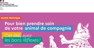 Illustration de l'article : Gouvernement et acteurs du bien-être animal lancent une campagne de sensibilisation et un guide pratique contre l'abandon